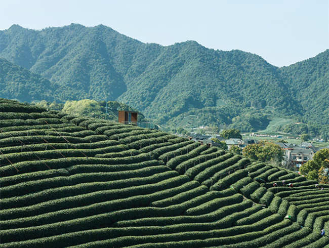 杭州西湖龙井茶怎么样，茗茶西湖龙井茶图片简介