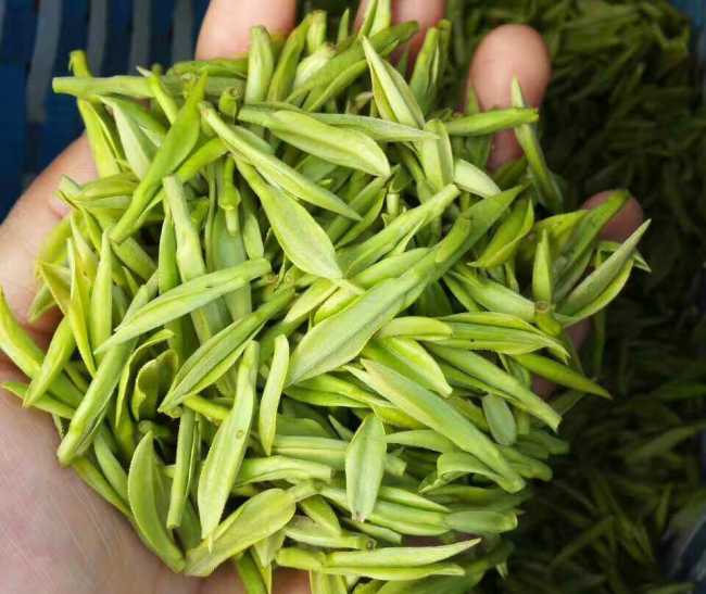 南京雨花台区安吉白茶专卖店，雨花台区安吉白茶【图片、价格、原产地】