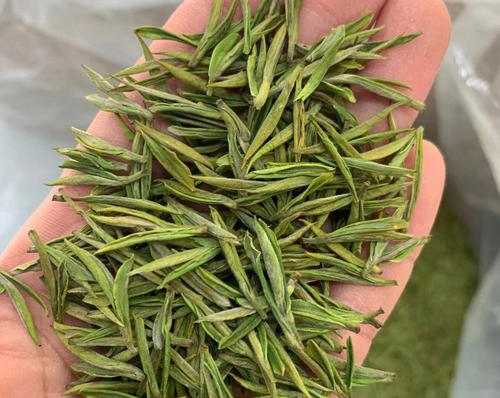 南京江宁区安吉白茶专卖店，江宁区安吉白茶【图片、价格、原产地】