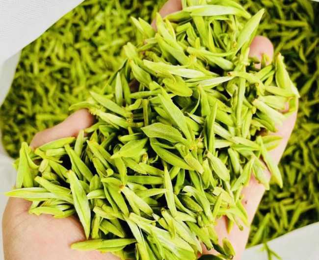 德清莫干黄芽怎么样，黄茶莫干黄芽图片简介