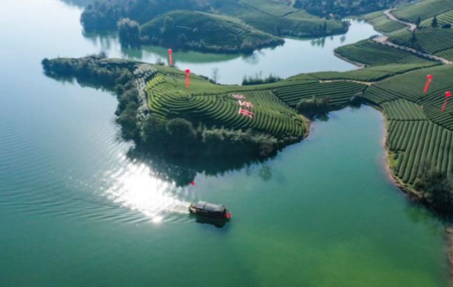 武阳春雨茶生长环境怎么样，武阳春雨茶核心产区在哪里
