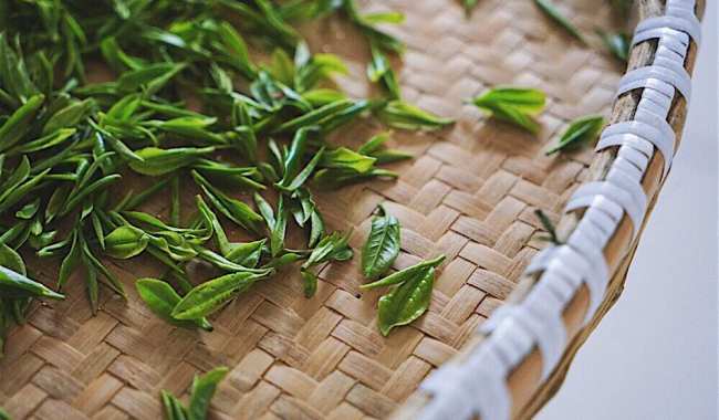 华顶云雾茶怎么样，浙江华顶云雾茶图片简介