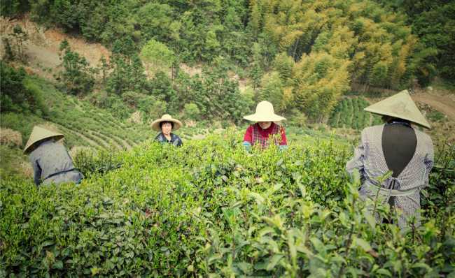 兰溪毛峰茶生长环境怎么样，浙江兰溪毛峰茶核心产区在哪里
