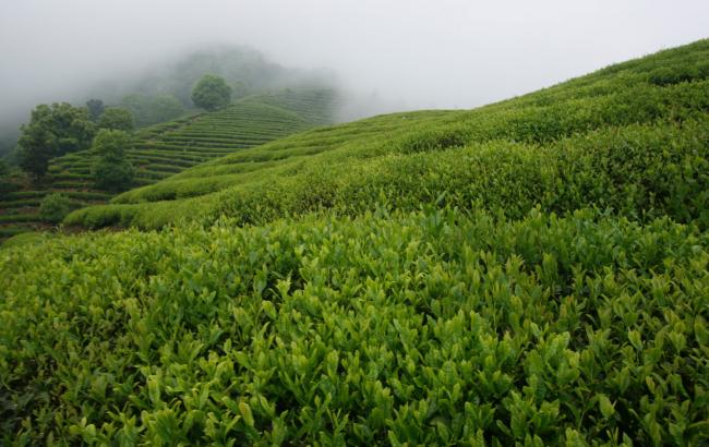杭州特产建德苞茶怎么样，浙江建德苞茶图片简介