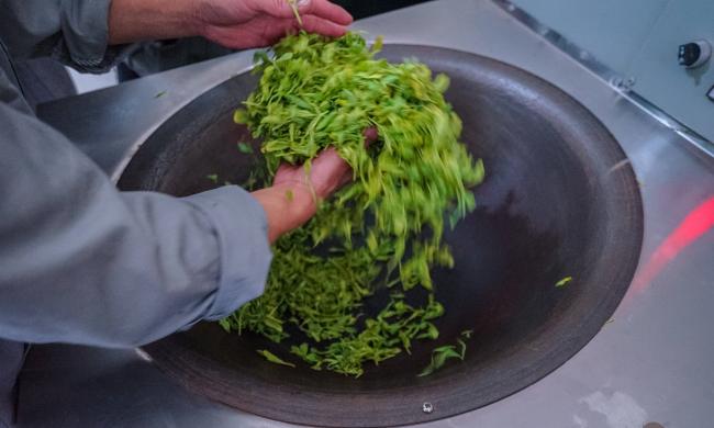 建德苞茶属于什么茶，浙江建德苞茶历史由来简介