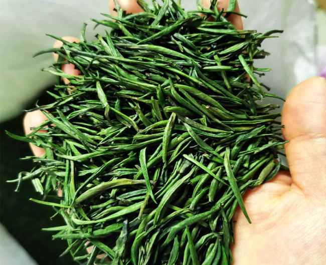 湄潭翠芽的生长环境怎么样，遵义湄潭翠芽核心产区在哪里