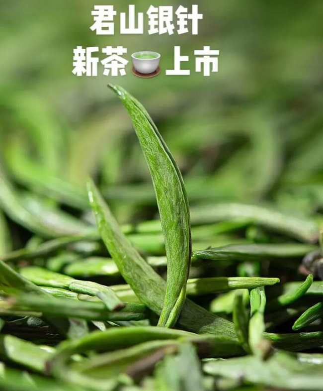 君山银针茶属于什么茶，湖南茗茶君山银针茶历史由来简介