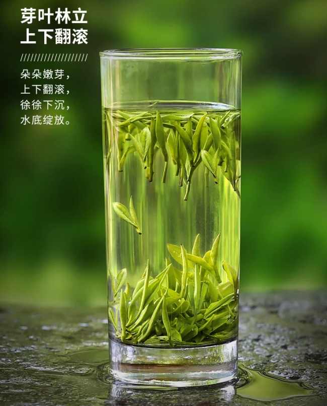 霍山黄芽茶生长环境怎么样，安徽霍山黄芽核心产区在哪里