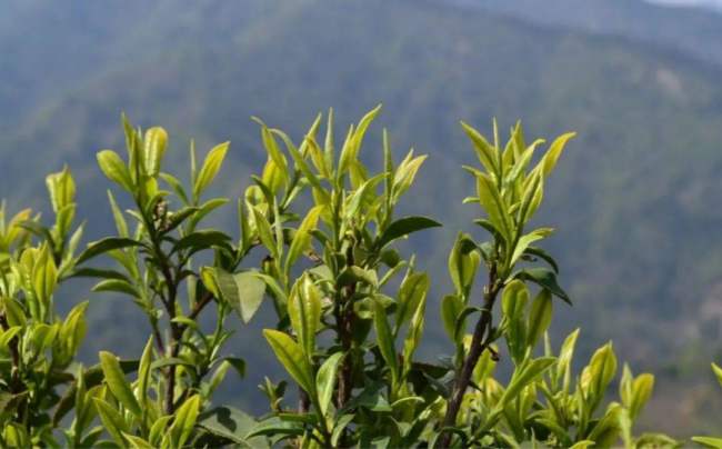 湖北远安黄茶属于什么茶，远安黄茶历史由来简介