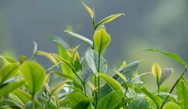 黄茶广州大叶青怎么样，广州大叶青图片简介