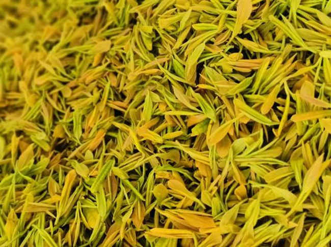 广东大叶青茶属于什么茶，广东大叶青茶历史由来简介