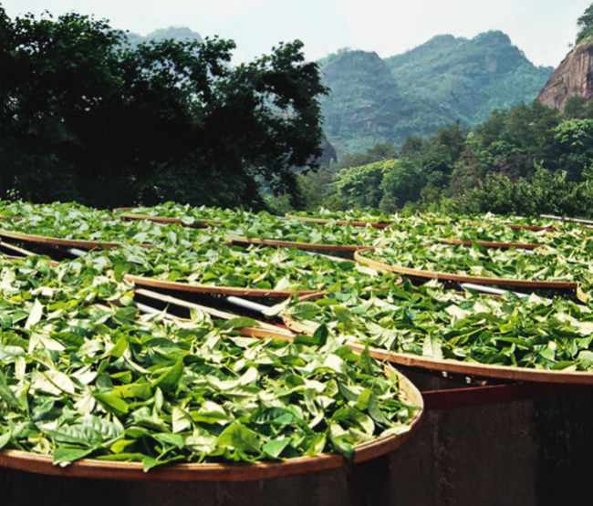 武夷山正山小种怎么样，福建茗茶正山小种图片简介