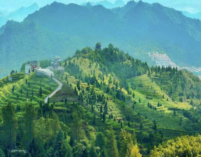 祁门红茶生长环境怎么样，正宗祁门红茶核心产区在哪里