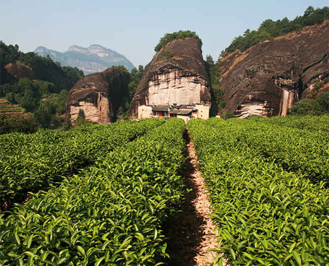 福建金骏眉茶品质怎么样，武夷山金骏眉图片简介