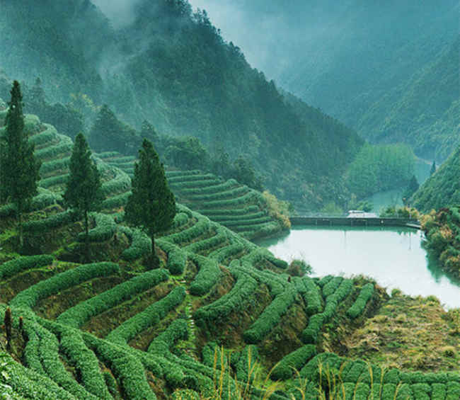 滇红茶生长环境怎么样，云南滇红茶核心产区在哪里