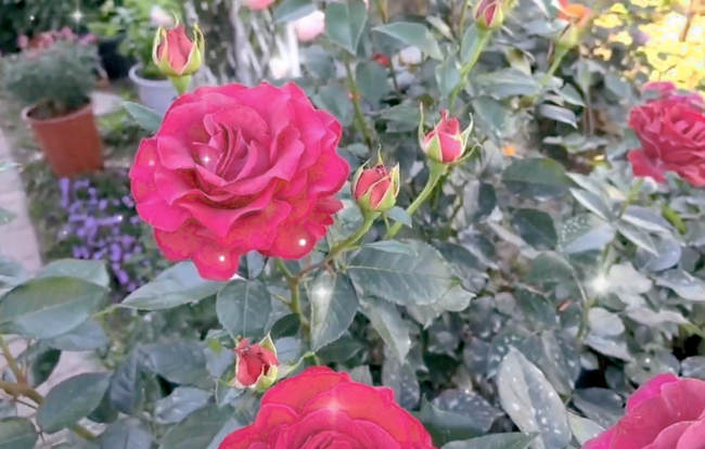 月季枝条怎么修剪，月季花养殖修剪方法