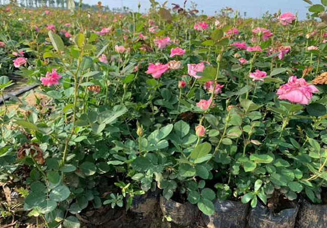 网购月季小苗需要洗根才能成活？提升月季花小苗成活率