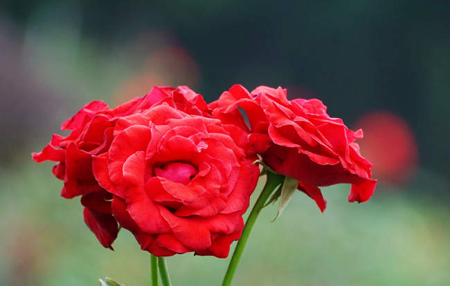 夏季、秋季种植欧月月季花注意事项技术分享