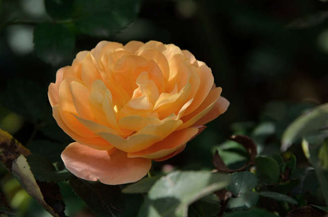 月季苗带花苞好不好，月季花苗怎么买