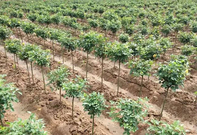 月季种植技术：高效嫁接方法步骤详解