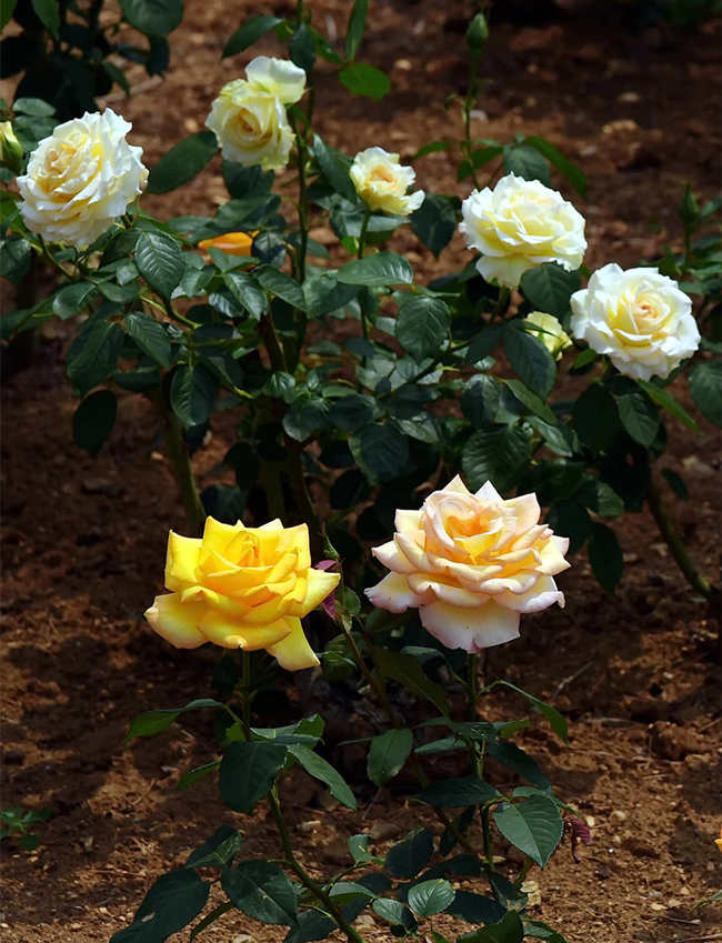 盆栽月季花种植方法步骤及注意事项