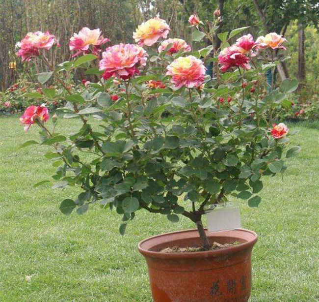 盆栽月季花浇水方法，家庭月季花怎么浇水