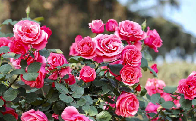 树状月季花怎么浇水，树状月季花施肥方法