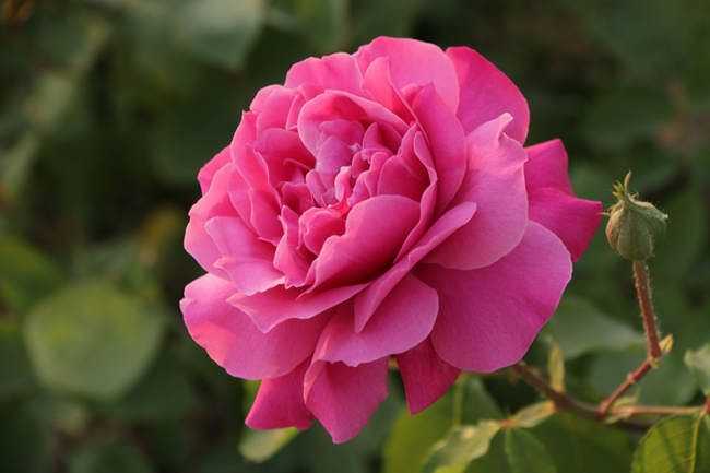 藤本月季嫁接方法技术，藤本月季花怎么嫁接