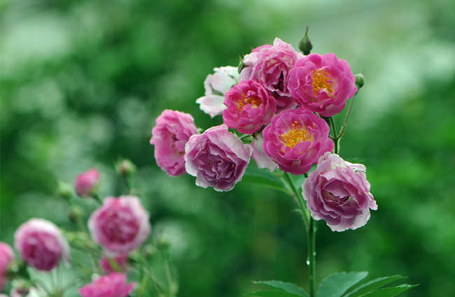 月季盆栽养护施肥技巧，盆栽月季花怎么施肥