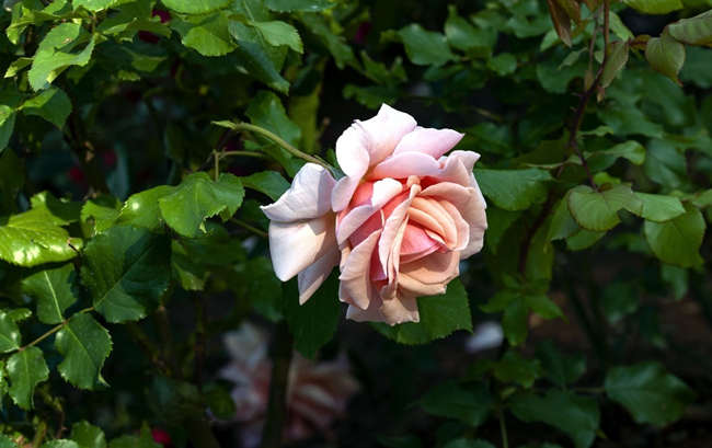 月季花怎么种植，月季花的种植方法注意事项