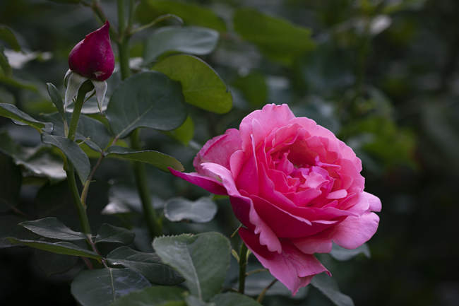 月季花修剪以后怎么施肥，家庭月季修剪施肥方法