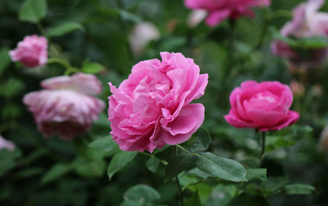 秋雨后月季移栽盆栽指南：因地制宜，科学决策