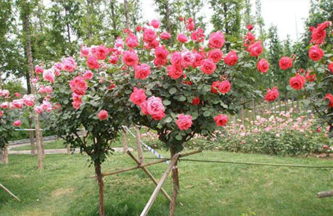 树状月季花什么时候嫁接，树状月季嫁接时间技巧