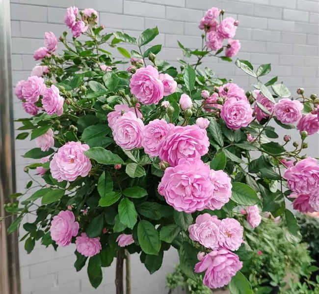 月季老化防治与养护优化指南，月季开花变少了怎么办