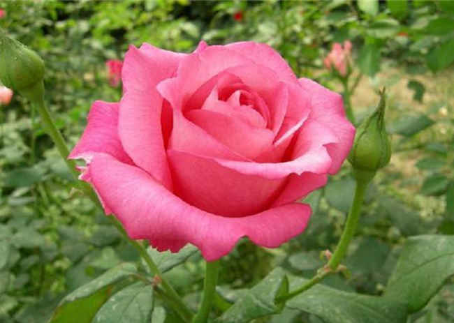 四季红月季怎么种植，四季红月季培栽技术