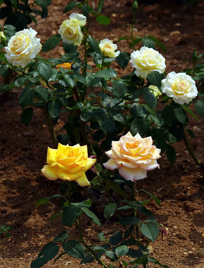 月季树?；ü丶际酰核茉焱昝朗餍危嵘凵陀氩? fetchpriority=