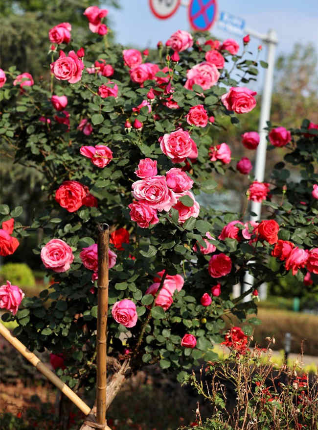 种植月季花需要注意什么，月季种植技巧有哪些