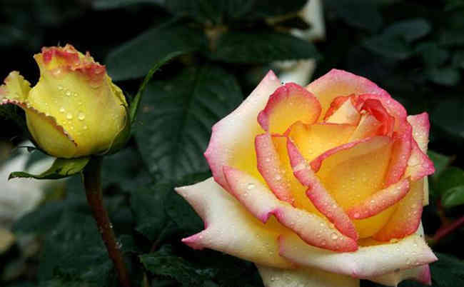 种植月季花选用什么土壤比较好