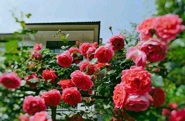 藤本月季种植方法，藤本月季怎么养护