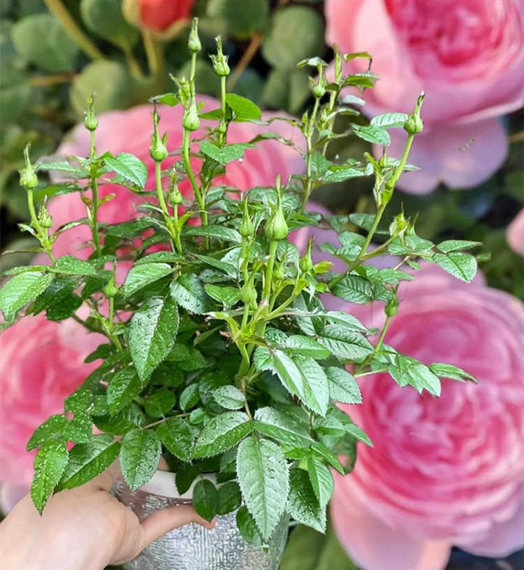 盆栽月季种植注意事有哪些，月季花怎么科学施肥