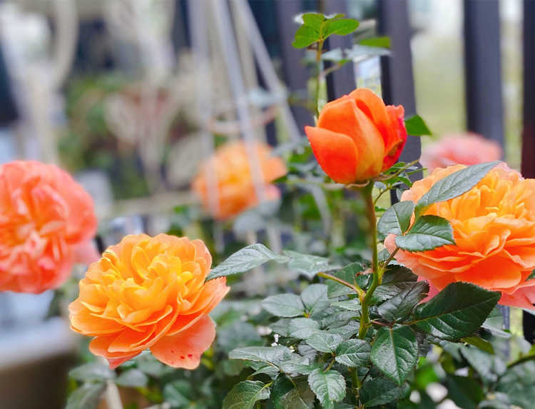 月季花缺少肥料的表现，家庭月季需要施肥方法