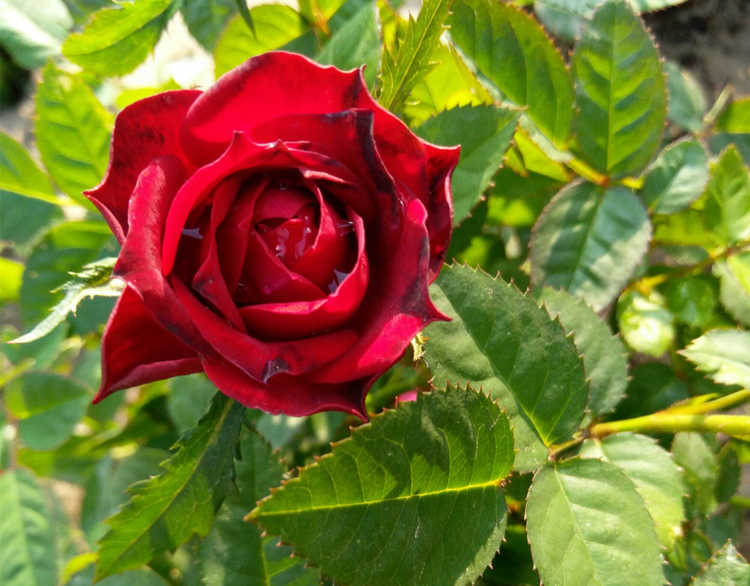 月季怎么扦插，月季花一年四季扦插技巧分享