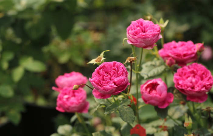 月季冬季怎么养护，家里月季冬天休眠后的养护方法