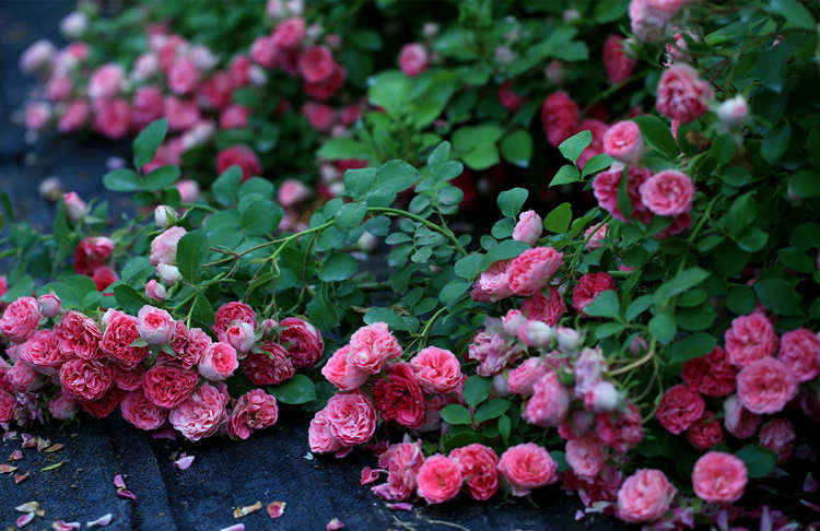 月季爆盆后怎么换盆种植，月季花换盆注意事项