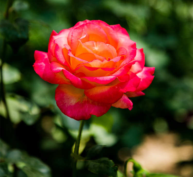 藤本月季修剪指南，藤本月季花冬天怎样修剪