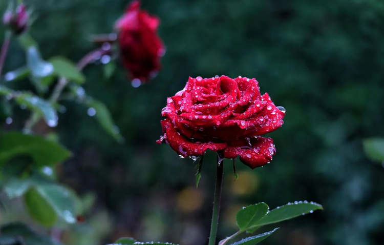 每年秋冬季节月季花养护方法，十一月养护月季开新花