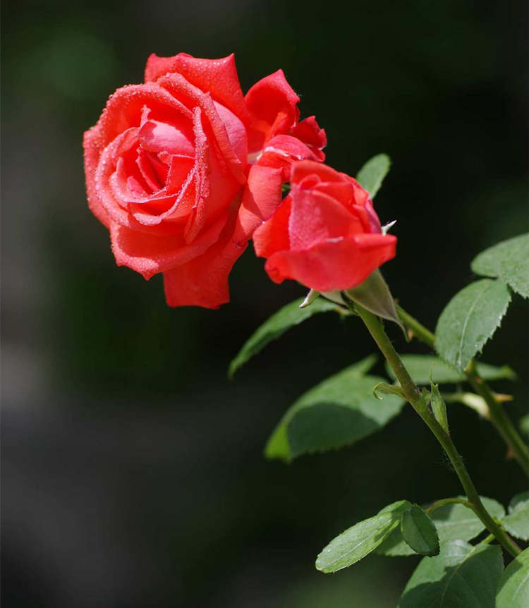 月季养护指南，月季遇到连续降雨怎么办