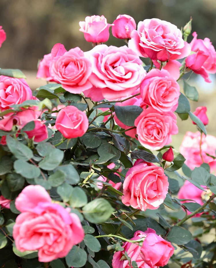 微型月季简介，微型月季的管理养护及品种介绍