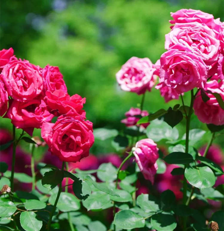 冬季月季养护指南，冬季月季花叶子都快掉光了应该怎么办