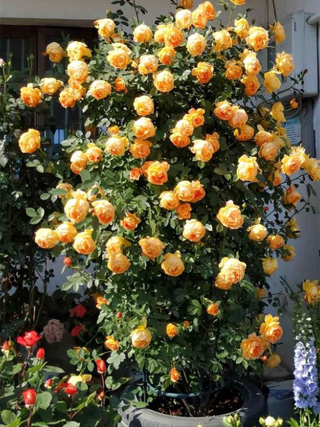 藤本月季冬季养护技巧攻略及注意事项